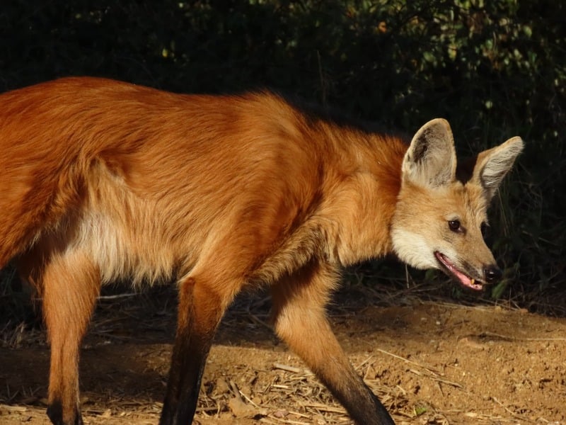 Lobo-guará no campo aberto
