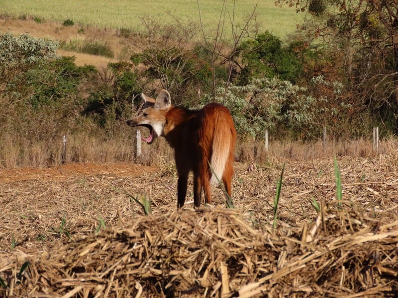 Coexistir vs conviver: a diferença que salva o lobo-guará