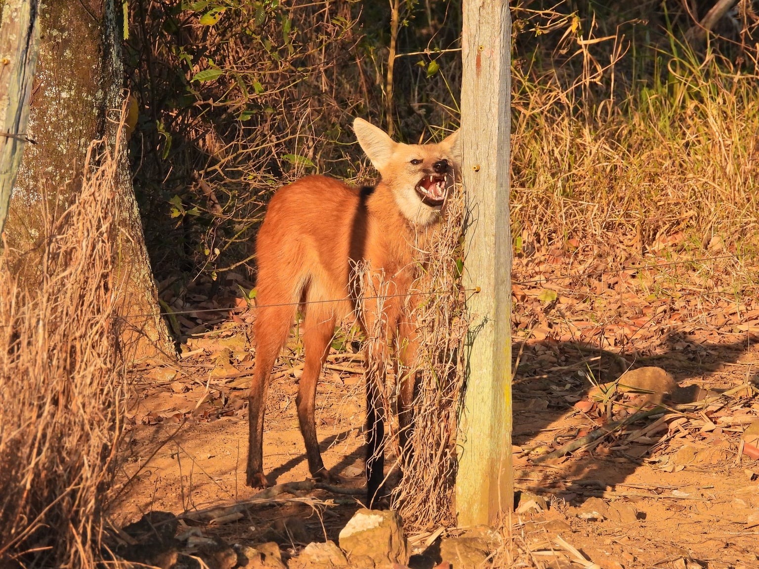 O trágico caso do Pantanal: o que ele ensina sobre alimentar animais silvestres