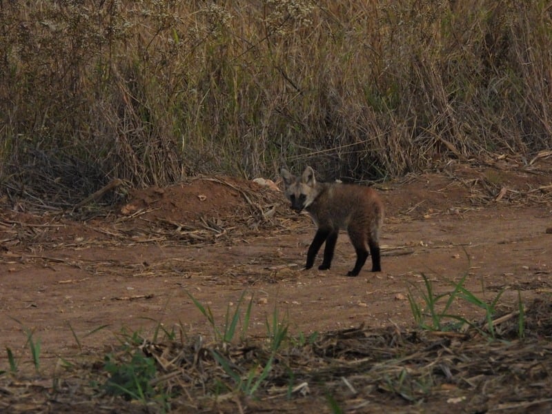 Tatu-galinha, quati e seriema: o que esses animais dizem sobre o lugar
